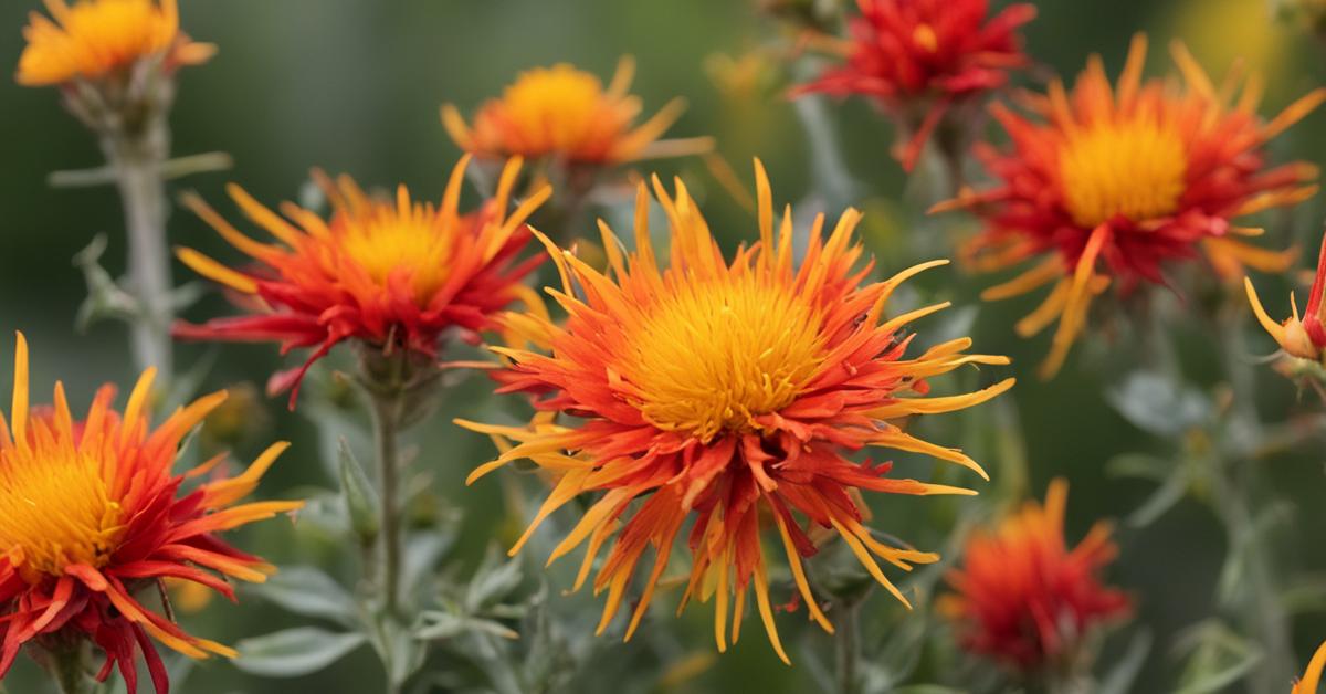 safflower